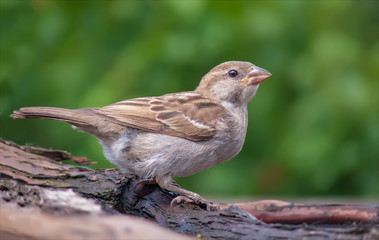 House sparrow humorous look