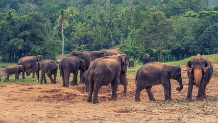 Fototapeta na wymiar Sri lanka: group of elephants in Pinnawala, the largest herd of captive elephants in the world 