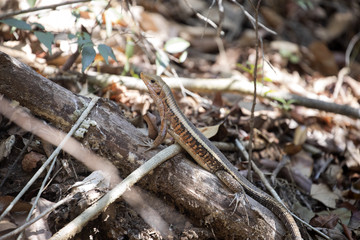 Madagascar girdled lizard, Zonosaurus madagascariensis lives on earth, reservations Tsingy, Ankarana, Madagascar