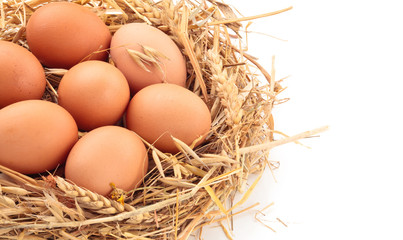 Chicken eggs in nest of straw. Isolated on white background.