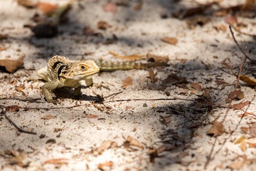 Madagascan collared iguana, Oplurus Cuvier, is abundant in the reserve Tsingy Ankarana, Madagascar