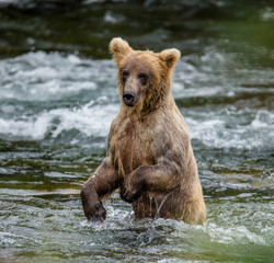 Obraz premium Young brown bear standing on hind paws in the water in the river. USA. Alaska. Katmai National Park. An excellent illustration.