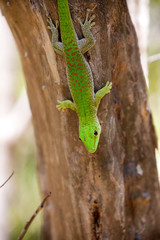 Naklejka na ściany i meble Madagascar day gecko, Phelsuma madagascariensis is emerald Madagascar, in the reserve Tsingy Ankarana, Madagascar