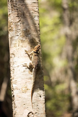 Madagascan collared iguana, Oplurus Cuvier, is abundant in the reserve Tsingy Ankarana, Madagascar