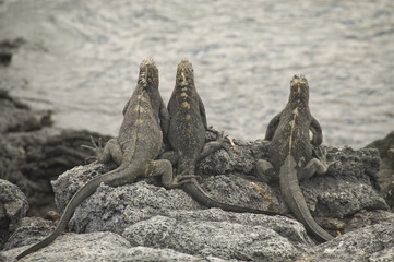 Marine Iguanas on the Alert for Hawks