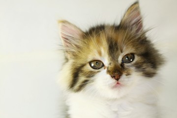 Kitten portrait on white background, closeup