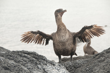 Flightless Cormorant, Galapagos