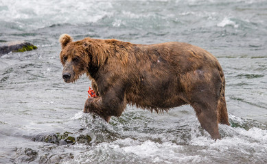 Brown bear eating salmon in the river. USA. Alaska. Katmai National Park. An excellent illustration.