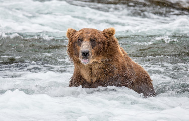Naklejka na ściany i meble Brown bear sitting in the river. USA. Alaska. Katmai National Park. An excellent illustration.