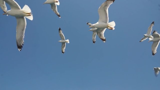 seagulls flying in the sky