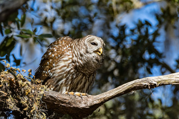 BARRED OWL HOOTING