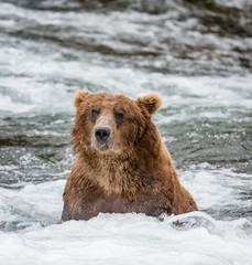 Obraz premium Brown bear sitting in the river. USA. Alaska. Katmai National Park. An excellent illustration.