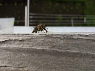 Bee eating honey drop