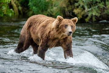 Fototapeta na wymiar Brown bear standing in the river. USA. Alaska. Katmai National Park. An excellent illustration.