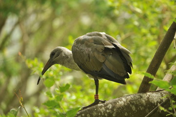 Bird on a tree in Kirstenbosch