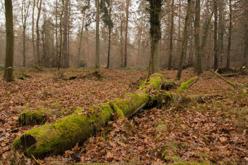 Baumstamm