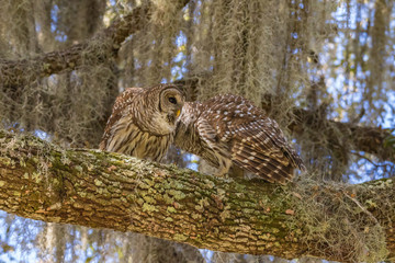 Barred Owl caterwauling