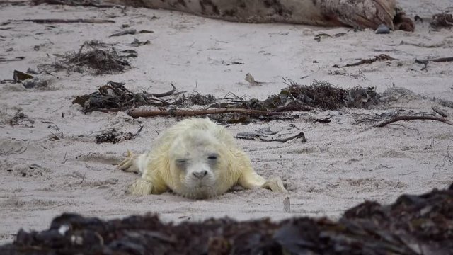 Kegelrobbe mit Jungtier, Halichoerus grypus, Helgoland, 4K
