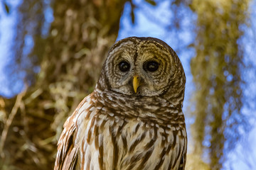 Barred Owl