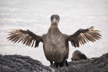Flightless Cormorant, Galapagos