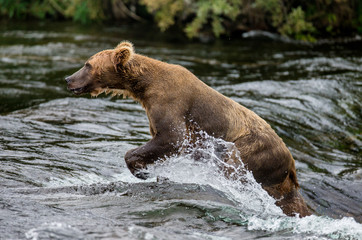 Brown bear catches a salmon in the river. USA. Alaska. Katmai National Park. An excellent illustration.