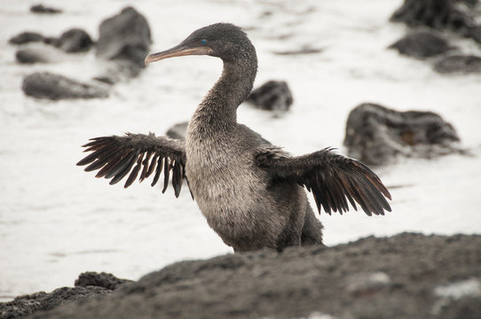 Flightless Cormorant, Galapagos