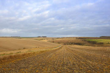 scenic straw stubble