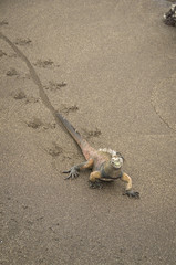 Marine Iguana and Tracks, Galapagos