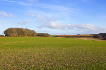 wheat crop and woodland