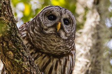 BARRED OWL