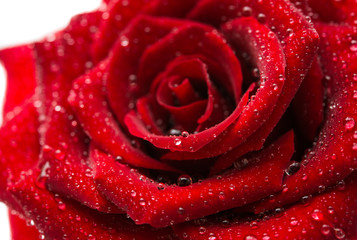  dark red rose with droplets isolated