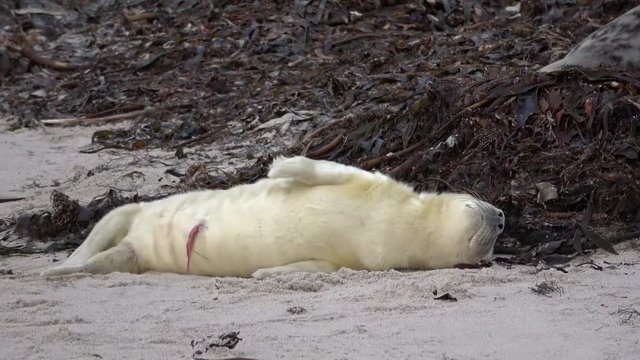 Robbenbaby, Kegelrobbe, Halichoerus grypus, 4K