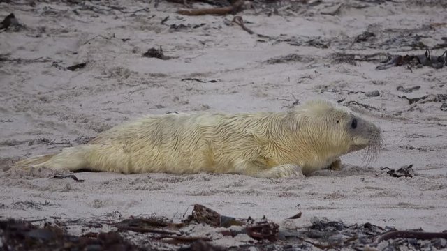Robbenbaby, Kegelrobbe, Halichoerus grypus, 4K