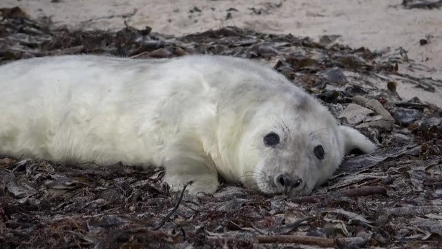 Kegelrobbe, Jungtier, am Strand von Helgoland, 4k