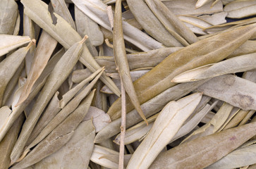 Dried olive leaf close view.
