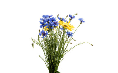 Naklejka na ściany i meble bouquet of cornflowers isolated