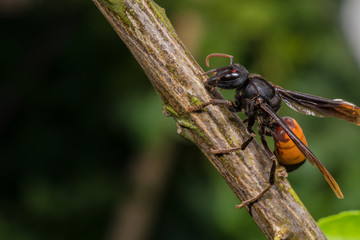 Paper wasp macro portrait on tree with copy space -  Large wasp on wood branch.