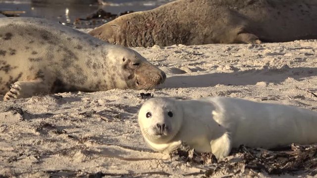 Kegelrobbe mit Jungtier, Halichoerus grypus, Helgoland, 4K