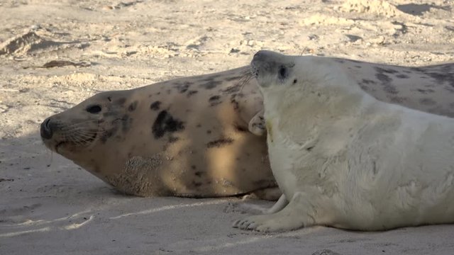 Kegelrobbe mit Jungtier, Halichoerus grypus, Helgoland, 4K