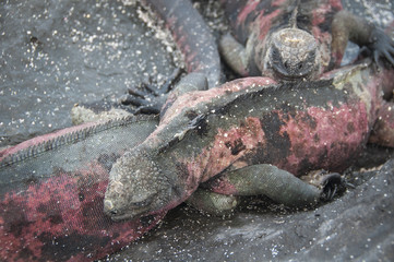 Pile of Marine Iguanas