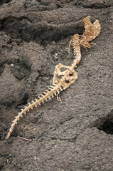 Marine Iguana Skeleton