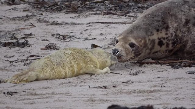 Kegelrobbe mit Jungtier, Helgoland, Halichoerus grypus, 4K