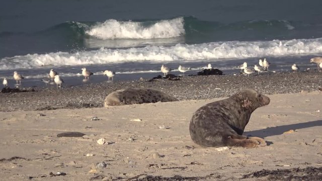 Kegelrobbenkolonie am Strand, Halichoerus grypus, Helgoland, 4K