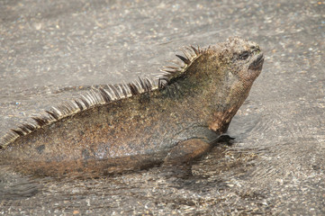 Marine Iguana in Water