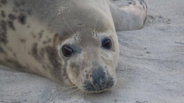 Kegelrobbe, Halichoerus grypus, Helgoland 4K