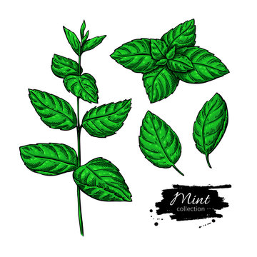 Mint vector drawing set. Isolated plant and leaves. Herbal hand 