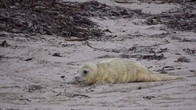 Robbenbaby, Kegelrobbe, Halichoerus grypus, 4K