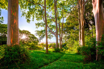 Fototapeta premium Painted Forrest in Maui