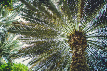 Fototapeta premium Dubai palm