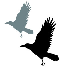 Raven vector illustration style Flat silhouette